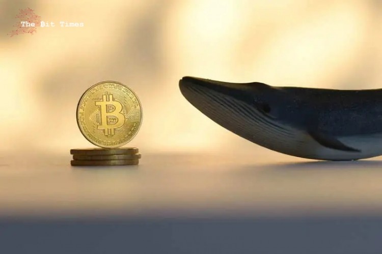 [尼约宇宙]比特币链上数据表明“鲸鱼正在采取行动”