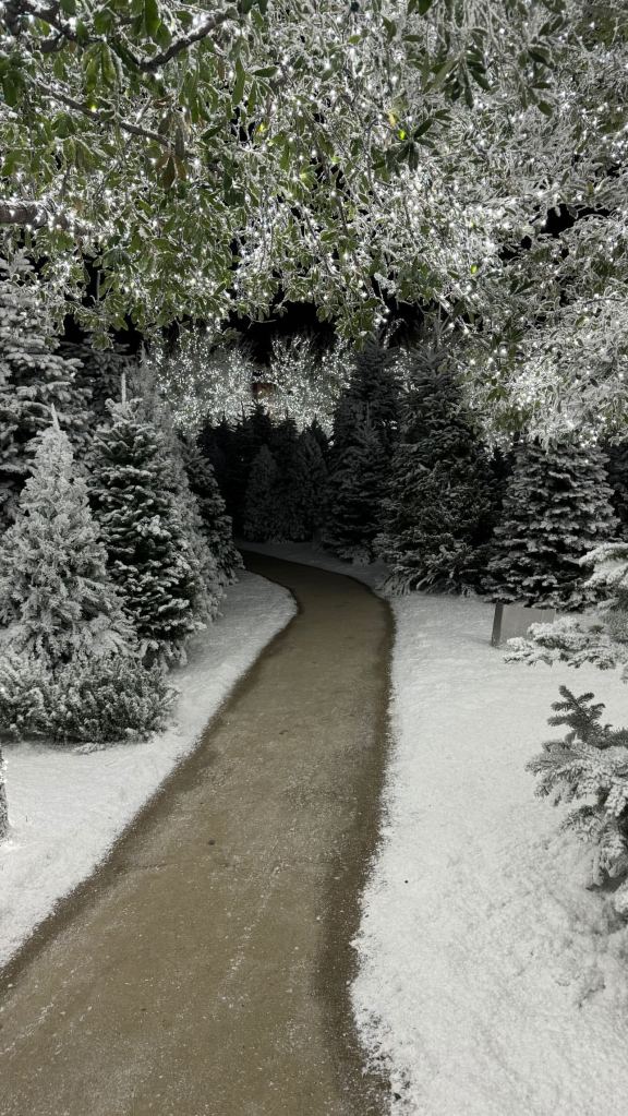 金卡戴珊KIMKARDASHIAN将洛杉矶后院变成冬季仙境到处都是雪