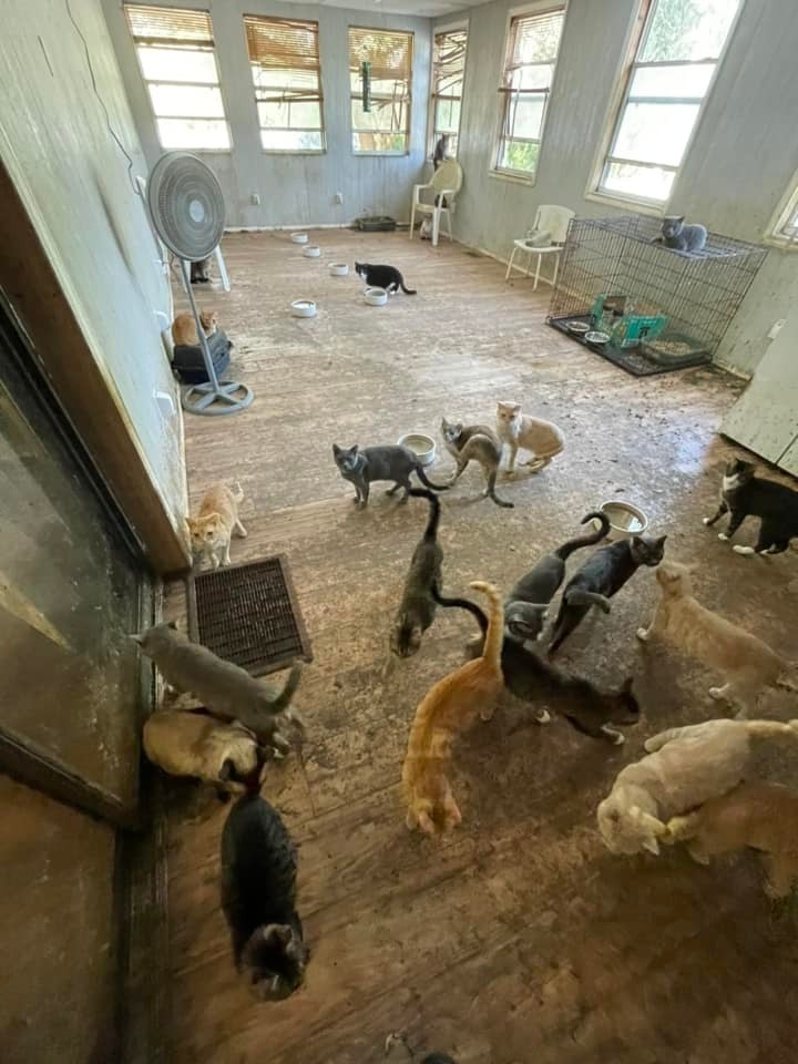 佛罗里达州75岁妇女不知所措从她的活动房屋中查获309只动物后被捕