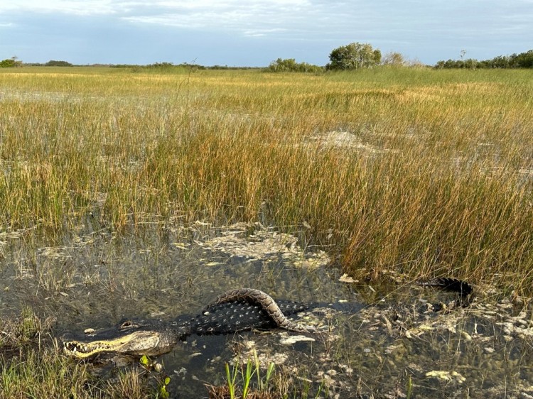 佛罗里达州大沼泽国家公园发现鳄鱼吞食入侵蟒蛇