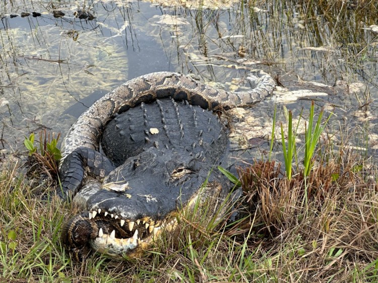 佛罗里达州大沼泽国家公园发现鳄鱼吞食入侵蟒蛇