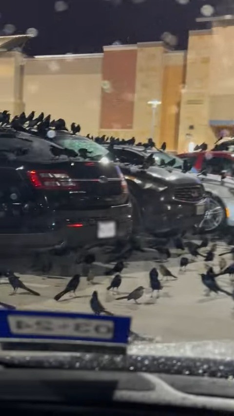 [斯科特]德克萨斯州停车场的鸟群