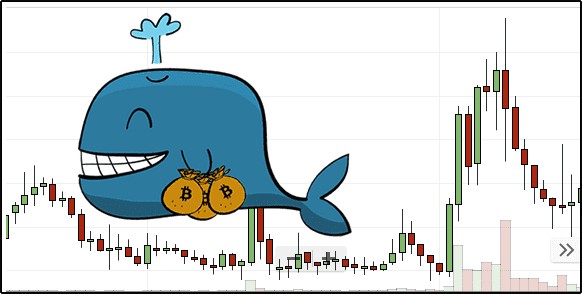智能鲸鱼驾驭加密货币