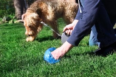 巴斯塔意大利省下令对所有狗进行DNA检测以打击粪便收集